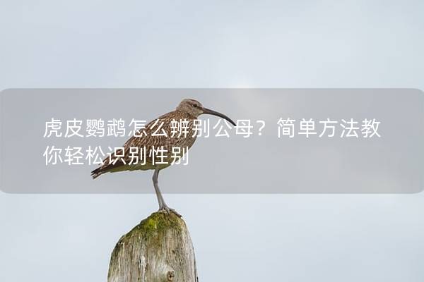 虎皮鹦鹉怎么辨别公母？简单方法教你轻松识别性别