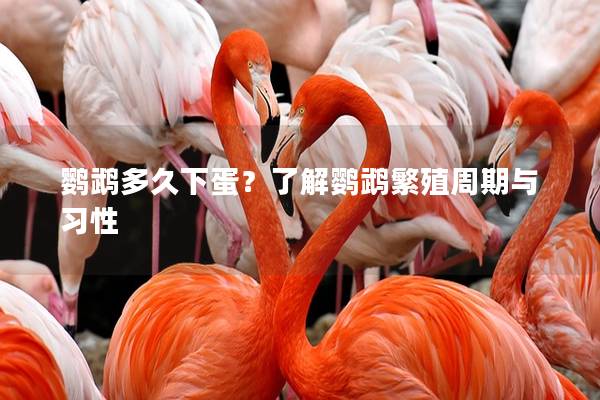 鹦鹉多久下蛋？了解鹦鹉繁殖周期与习性