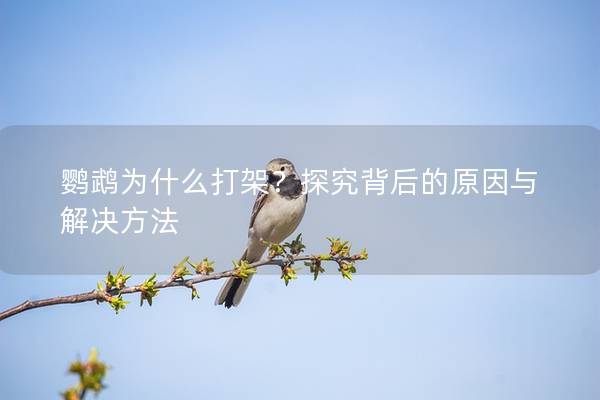 鹦鹉为什么打架？探究背后的原因与解决方法