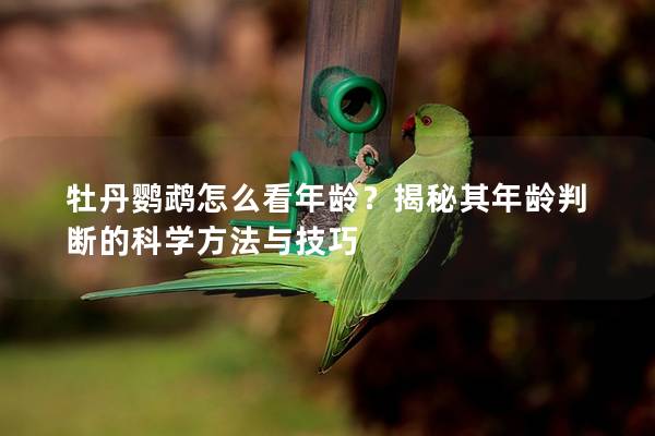 牡丹鹦鹉怎么看年龄？揭秘其年龄判断的科学方法与技巧