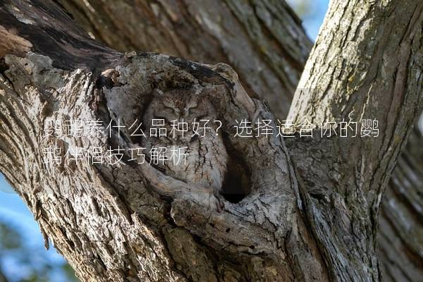 鹦鹉养什么品种好？选择适合你的鹦鹉伴侣技巧解析