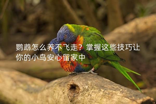 鹦鹉怎么养不飞走？掌握这些技巧让你的小鸟安心留家中