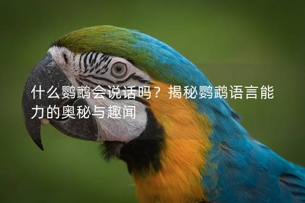 什么鹦鹉会说话吗？揭秘鹦鹉语言能力的奥秘与趣闻