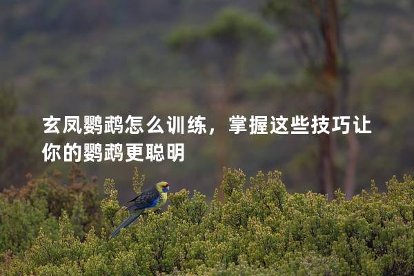 玄凤鹦鹉怎么训练，掌握这些技巧让你的鹦鹉更聪明