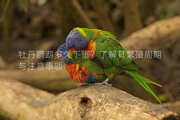 牡丹鹦鹉多久下蛋？了解其繁殖周期与注意事项