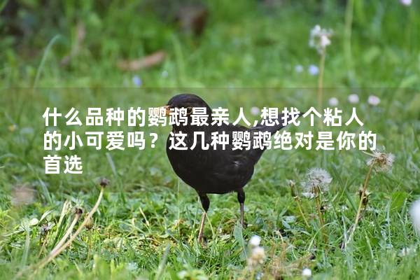 什么品种的鹦鹉最亲人,想找个粘人的小可爱吗？这几种鹦鹉绝对是你的首选