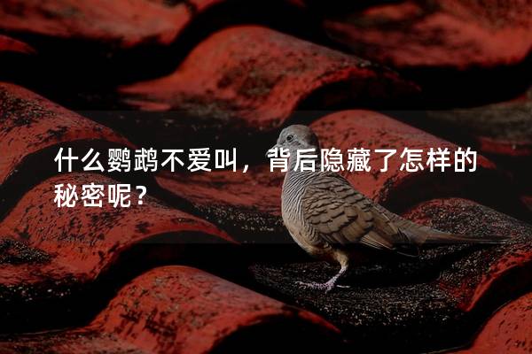 什么鹦鹉不爱叫，背后隐藏了怎样的秘密呢？