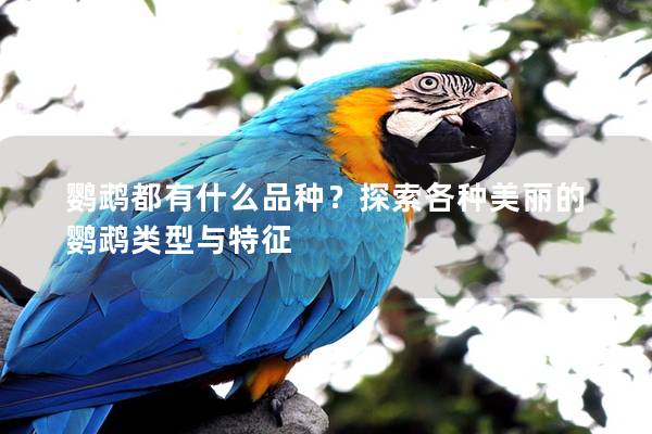 鹦鹉都有什么品种？探索各种美丽的鹦鹉类型与特征