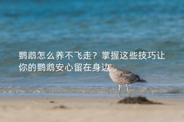 鹦鹉怎么养不飞走？掌握这些技巧让你的鹦鹉安心留在身边