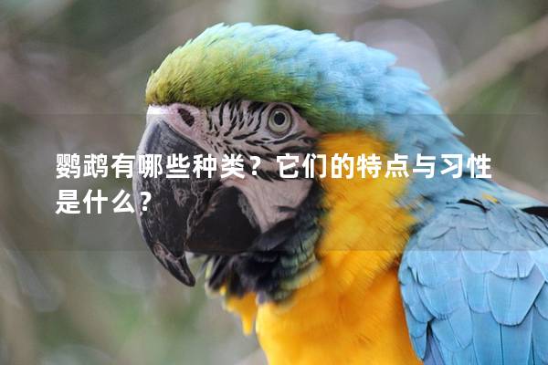 鹦鹉有哪些种类？它们的特点与习性是什么？