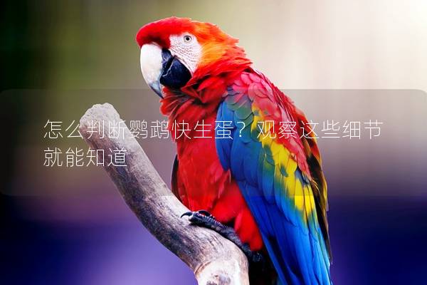 怎么判断鹦鹉快生蛋？观察这些细节就能知道