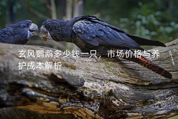 玄风鹦鹉多少钱一只，市场价格与养护成本解析
