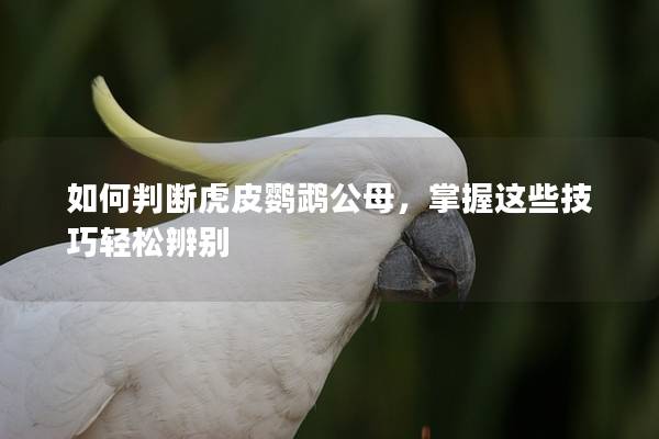 如何判断虎皮鹦鹉公母，掌握这些技巧轻松辨别