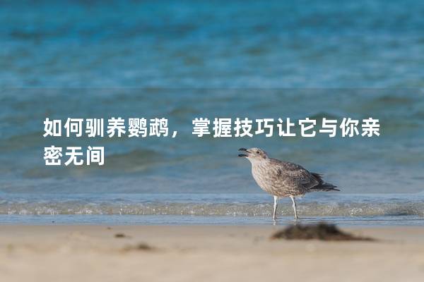 如何驯养鹦鹉，掌握技巧让它与你亲密无间