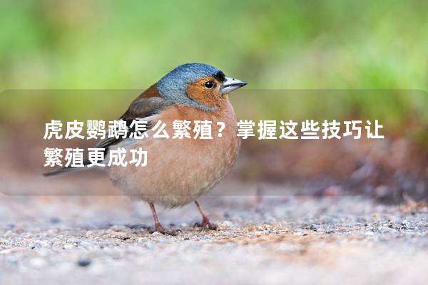 虎皮鹦鹉怎么繁殖？掌握这些技巧让繁殖更成功