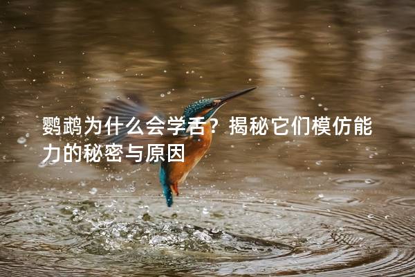 鹦鹉为什么会学舌？揭秘它们模仿能力的秘密与原因