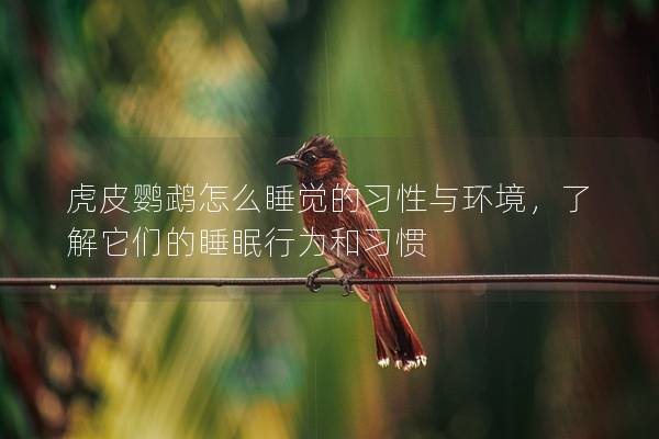 虎皮鹦鹉怎么睡觉的习性与环境，了解它们的睡眠行为和习惯