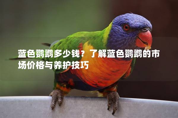蓝色鹦鹉多少钱？了解蓝色鹦鹉的市场价格与养护技巧