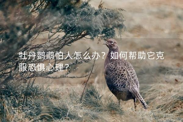 牡丹鹦鹉怕人怎么办？如何帮助它克服恐惧心理？