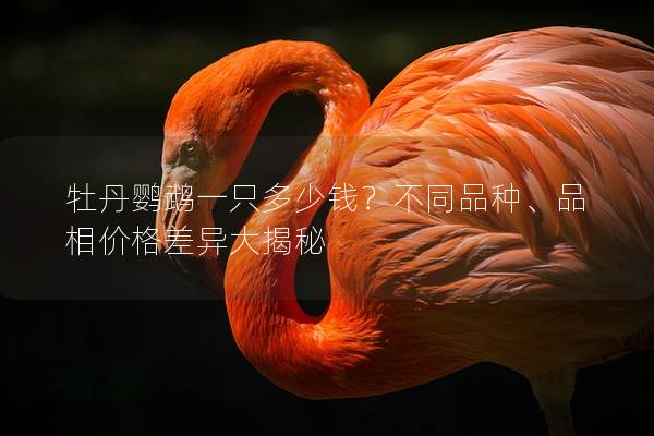 牡丹鹦鹉一只多少钱？不同品种、品相价格差异大揭秘