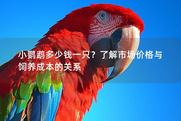 小鹦鹉多少钱一只？了解市场价格与饲养成本的关系