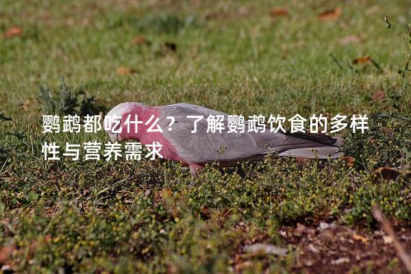 鹦鹉都吃什么？了解鹦鹉饮食的多样性与营养需求