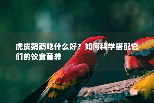 虎皮鹦鹉吃什么好？如何科学搭配它们的饮食营养