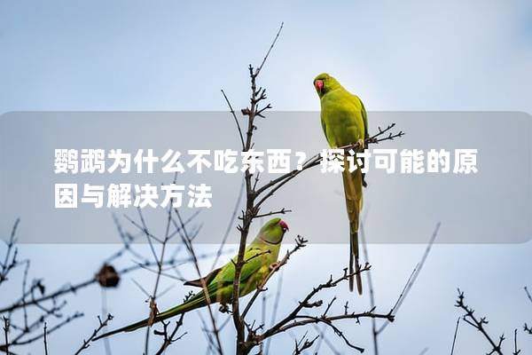 鹦鹉为什么不吃东西？探讨可能的原因与解决方法