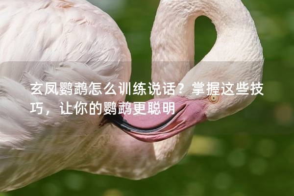 玄凤鹦鹉怎么训练说话？掌握这些技巧，让你的鹦鹉更聪明