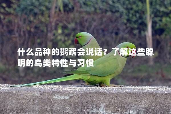 什么品种的鹦鹉会说话？了解这些聪明的鸟类特性与习惯