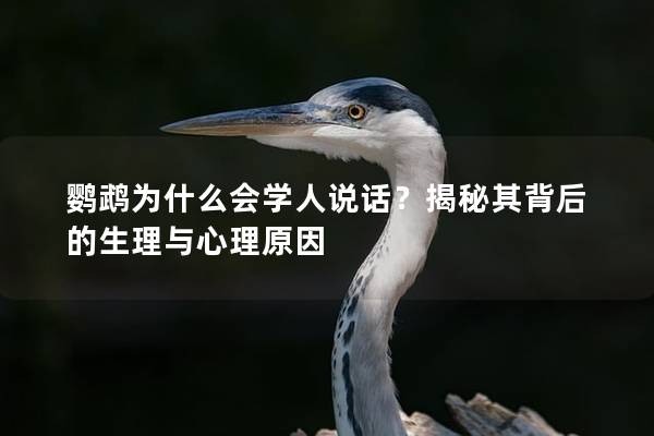 鹦鹉为什么会学人说话？揭秘其背后的生理与心理原因