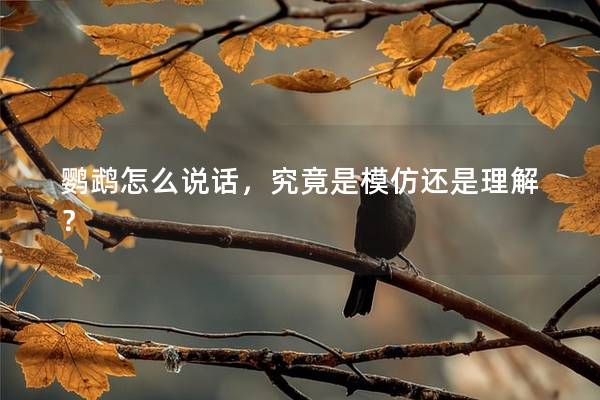 鹦鹉怎么说话，究竟是模仿还是理解？