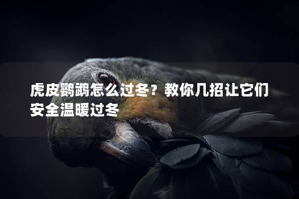 虎皮鹦鹉怎么过冬？教你几招让它们安全温暖过冬