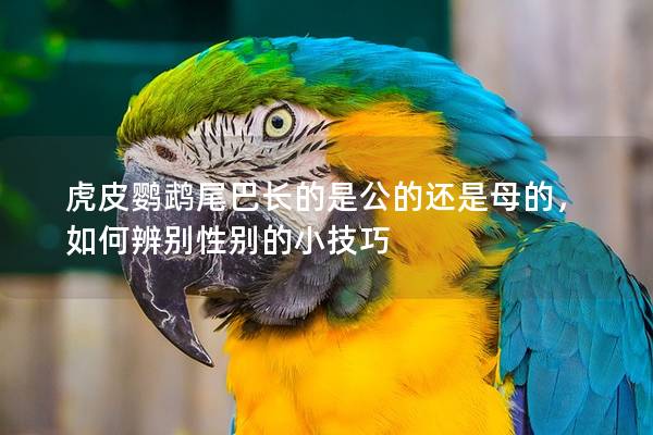 虎皮鹦鹉尾巴长的是公的还是母的，如何辨别性别的小技巧