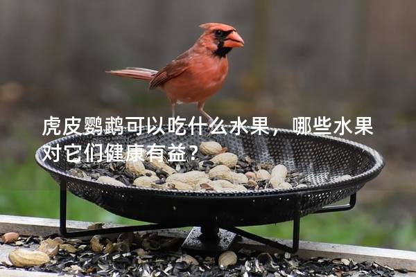 虎皮鹦鹉可以吃什么水果，哪些水果对它们健康有益？