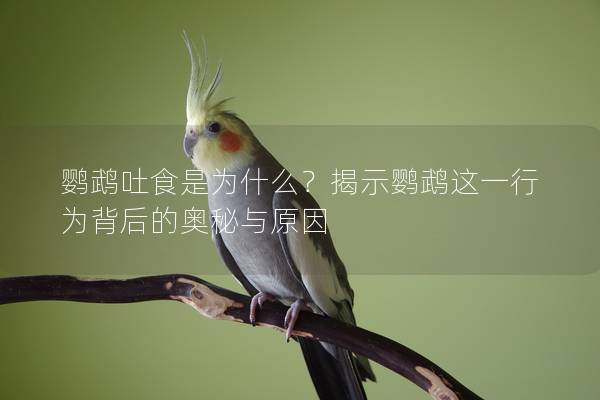 鹦鹉吐食是为什么？揭示鹦鹉这一行为背后的奥秘与原因