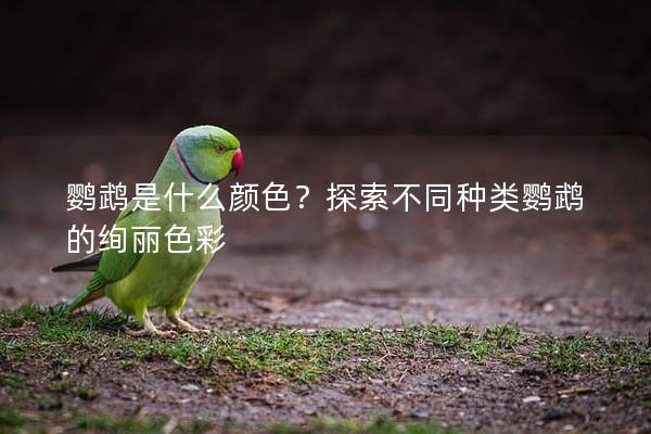 鹦鹉是什么颜色？探索不同种类鹦鹉的绚丽色彩
