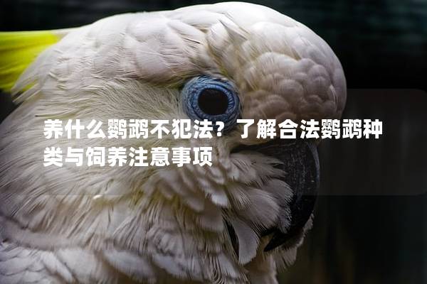 养什么鹦鹉不犯法？了解合法鹦鹉种类与饲养注意事项
