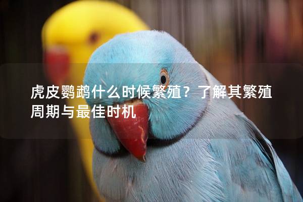 虎皮鹦鹉什么时候繁殖？了解其繁殖周期与最佳时机