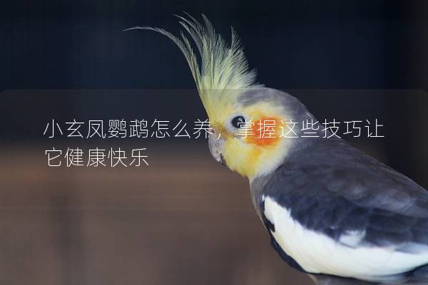 小玄凤鹦鹉怎么养，掌握这些技巧让它健康快乐