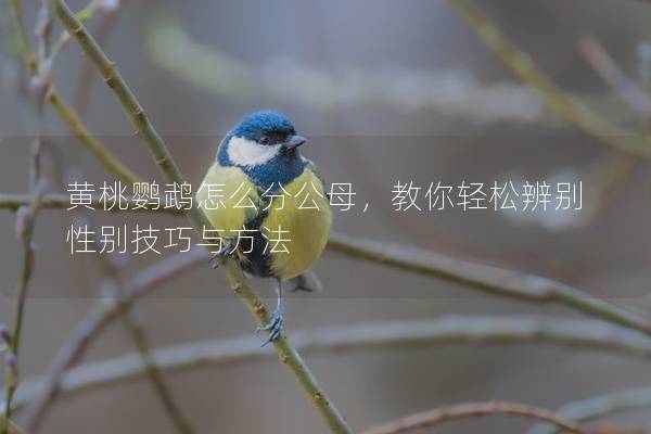 黄桃鹦鹉怎么分公母，教你轻松辨别性别技巧与方法