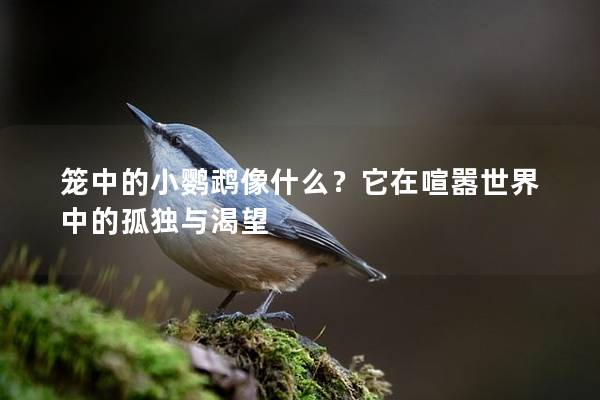 笼中的小鹦鹉像什么？它在喧嚣世界中的孤独与渴望