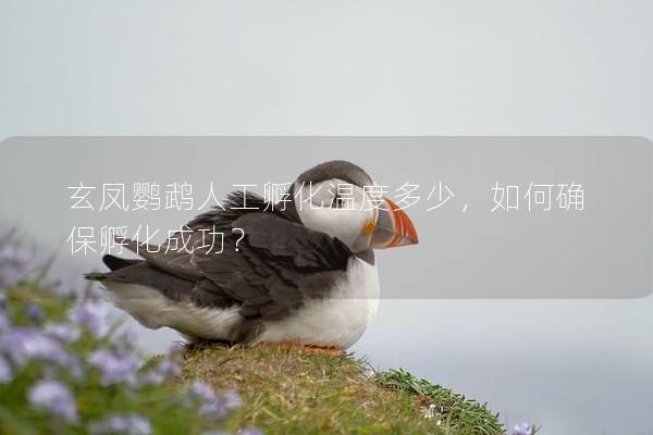 玄凤鹦鹉人工孵化温度多少，如何确保孵化成功？