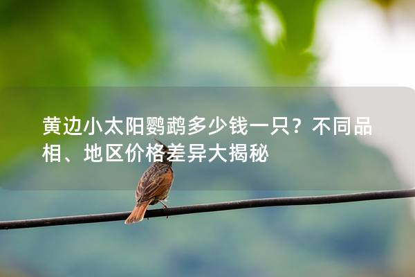 黄边小太阳鹦鹉多少钱一只？不同品相、地区价格差异大揭秘