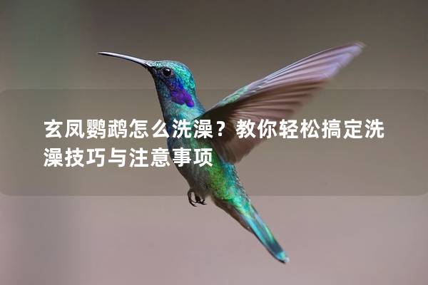 玄凤鹦鹉怎么洗澡？教你轻松搞定洗澡技巧与注意事项