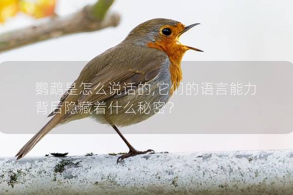 鹦鹉是怎么说话的,它们的语言能力背后隐藏着什么秘密？