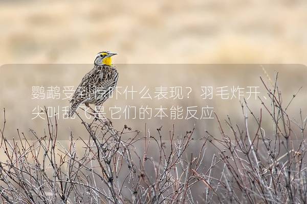 鹦鹉受到惊吓什么表现？羽毛炸开、尖叫乱飞是它们的本能反应