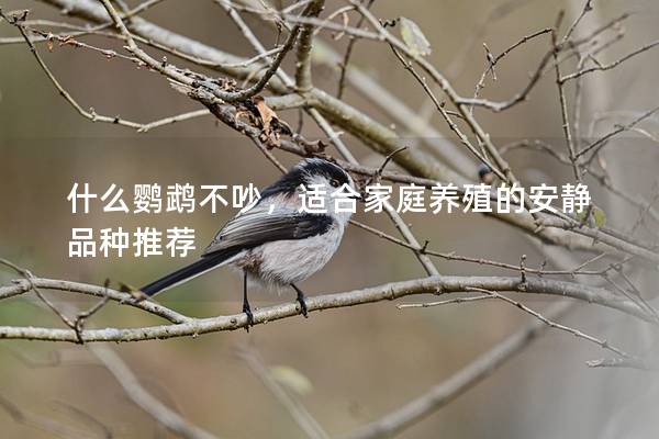 什么鹦鹉不吵，适合家庭养殖的安静品种推荐