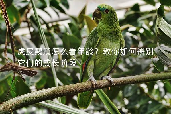 虎皮鹦鹉怎么看年龄？教你如何辨别它们的成长阶段