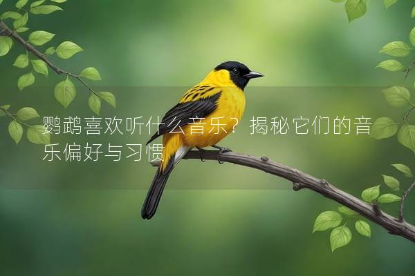 鹦鹉喜欢听什么音乐？揭秘它们的音乐偏好与习惯